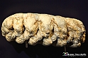 VBS_9097 - Museo Paleontologico - Asti